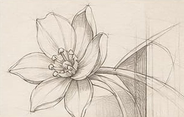 Pencil sketch of a narcissus flower